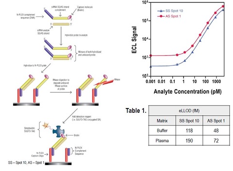 siRNA detection using RNase protection assay